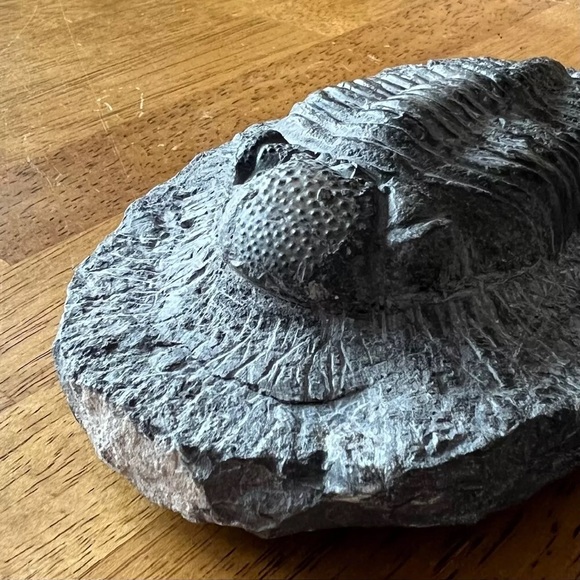 Trilobite fossil - Picture 13 of 14